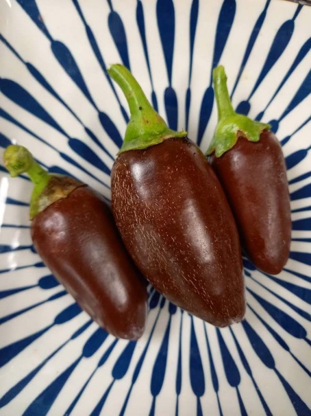 Jalapeno Azabache paprika  - Csípős paprika ritkaságok az Egzotikus Növények Stúdiója kínálatában